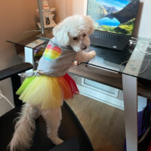 Rosé celebrating Pride Month at her home office.